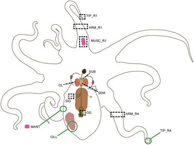 Transcriptome-wide selection and validation of a solid set of reference genes for gene expression studies in the cephalopod mollusk Octopus vulgaris